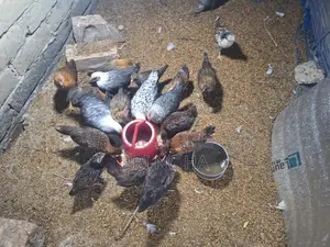 Some native chicken chicks for sale