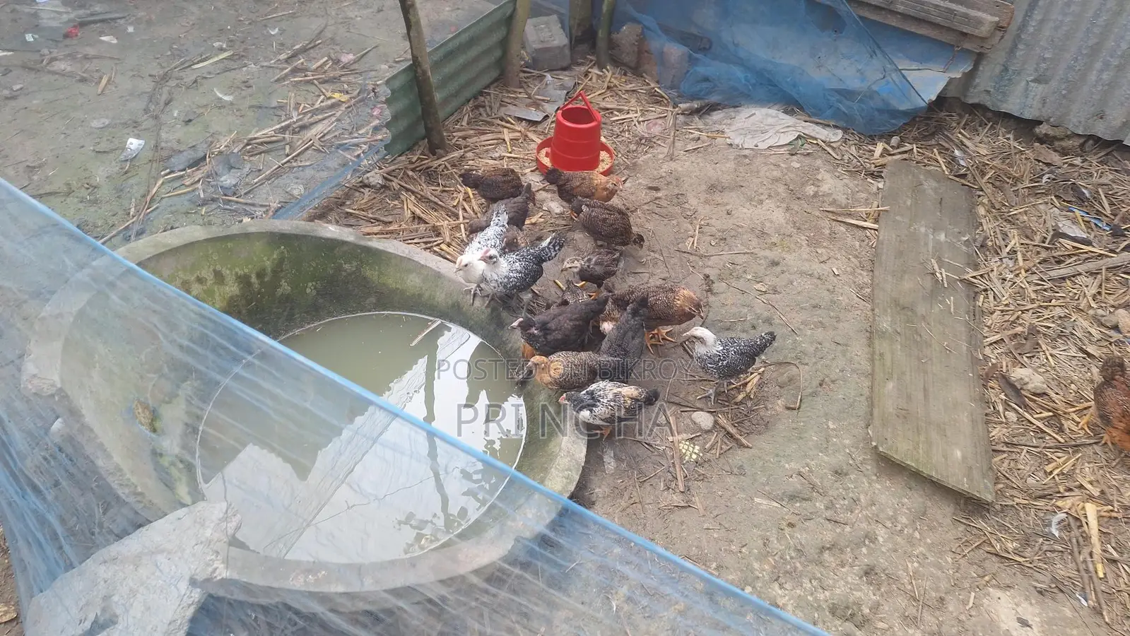 Some native chicken chicks for sale