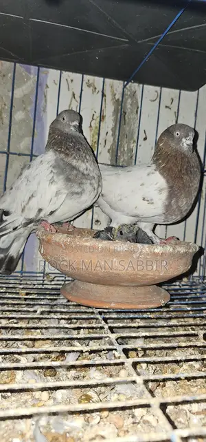 Lal Gola Giribaz