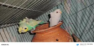 Budgerigar Japanese and Albino Red Eye
