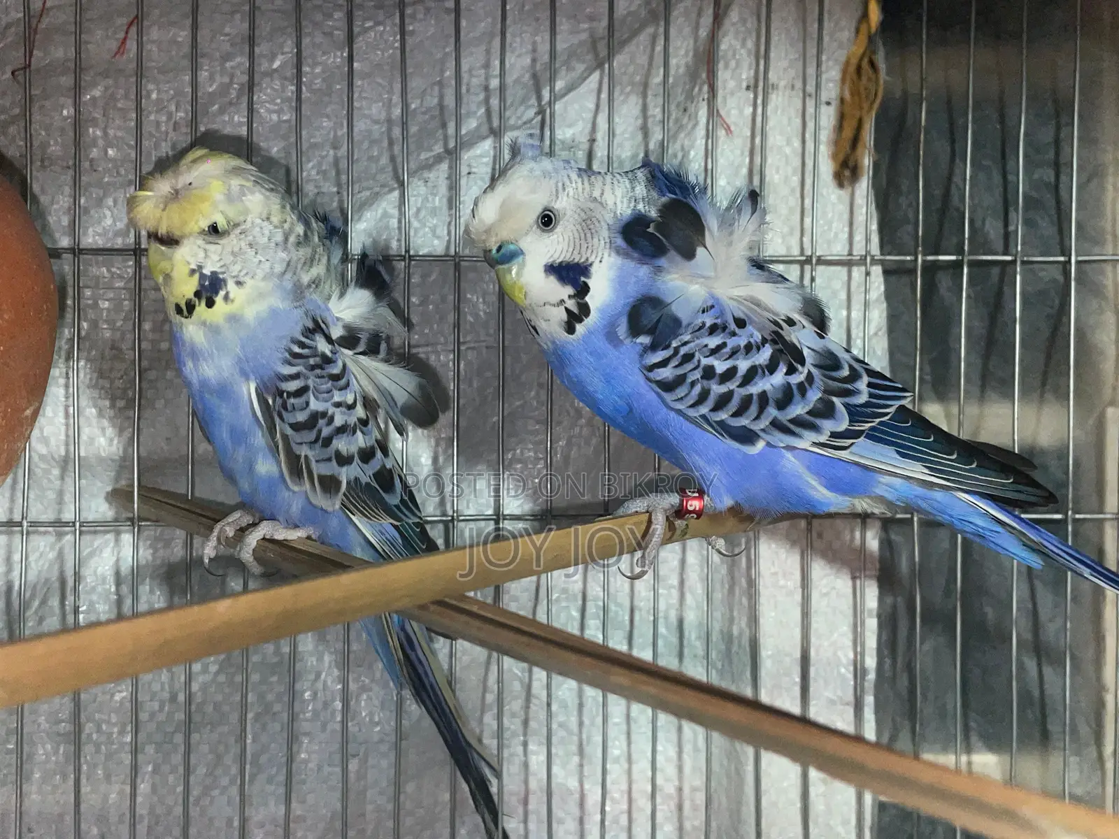 Blue Series Spangle Male and Yellow Face Female