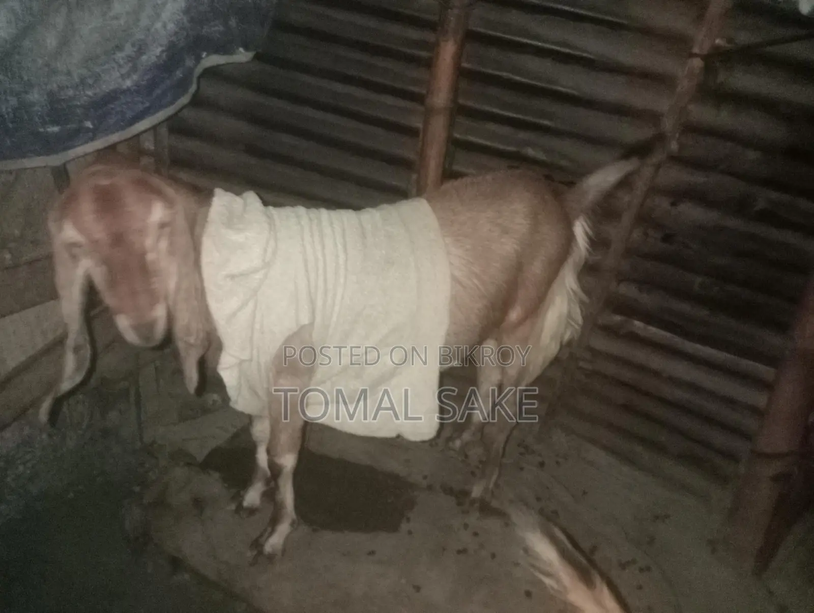 High-Quality Goat Breed