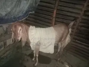 High-Quality Goat Breed