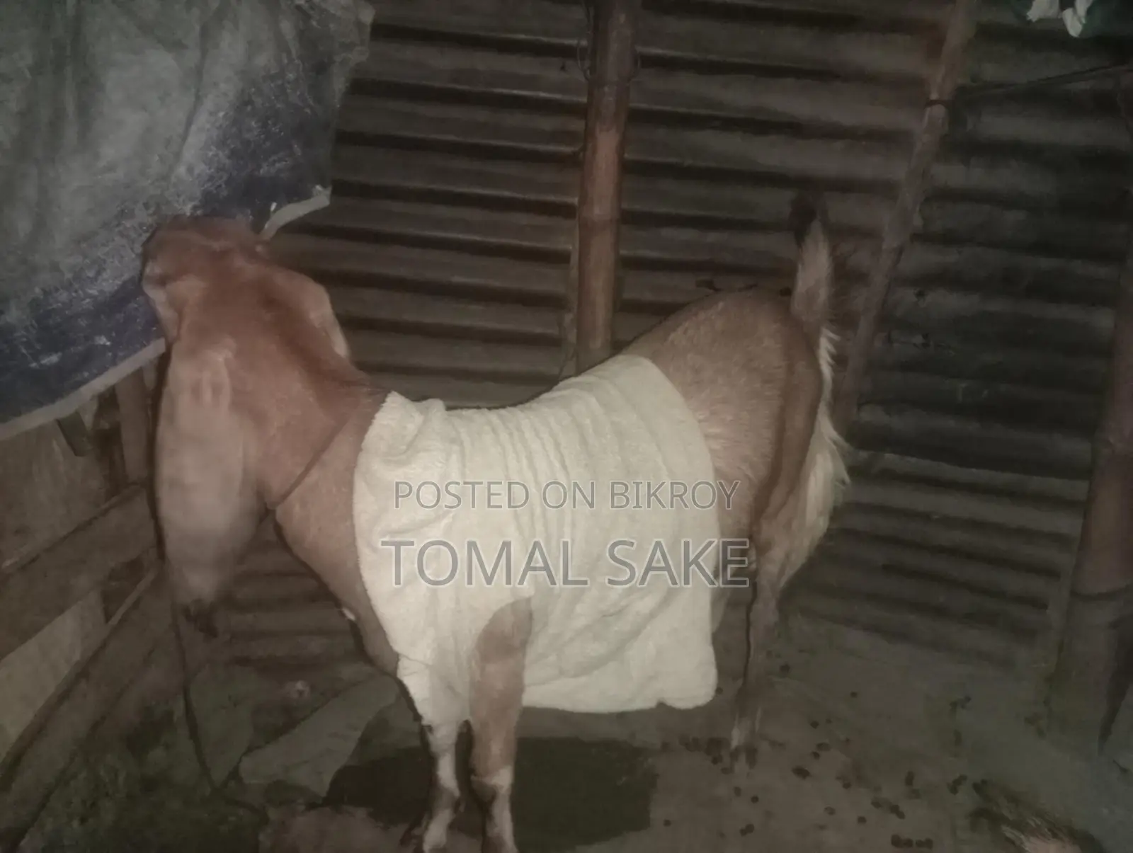 High-Quality Goat Breed