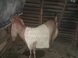 High-Quality Goat Breed