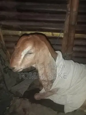 High-Quality Goat Breed