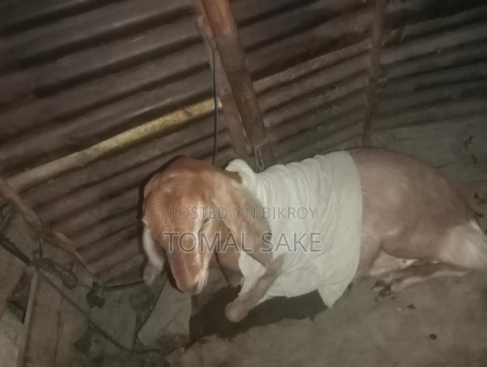 High-Quality Goat Breed