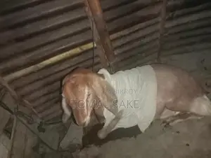 High-Quality Goat Breed