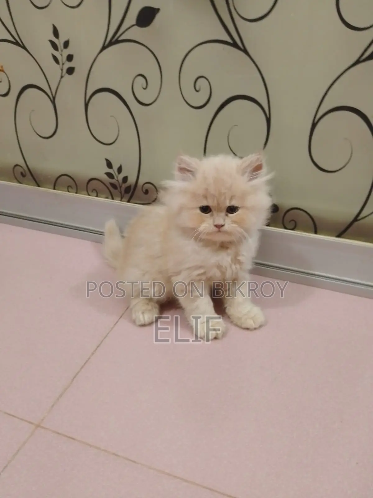Persian Male Female