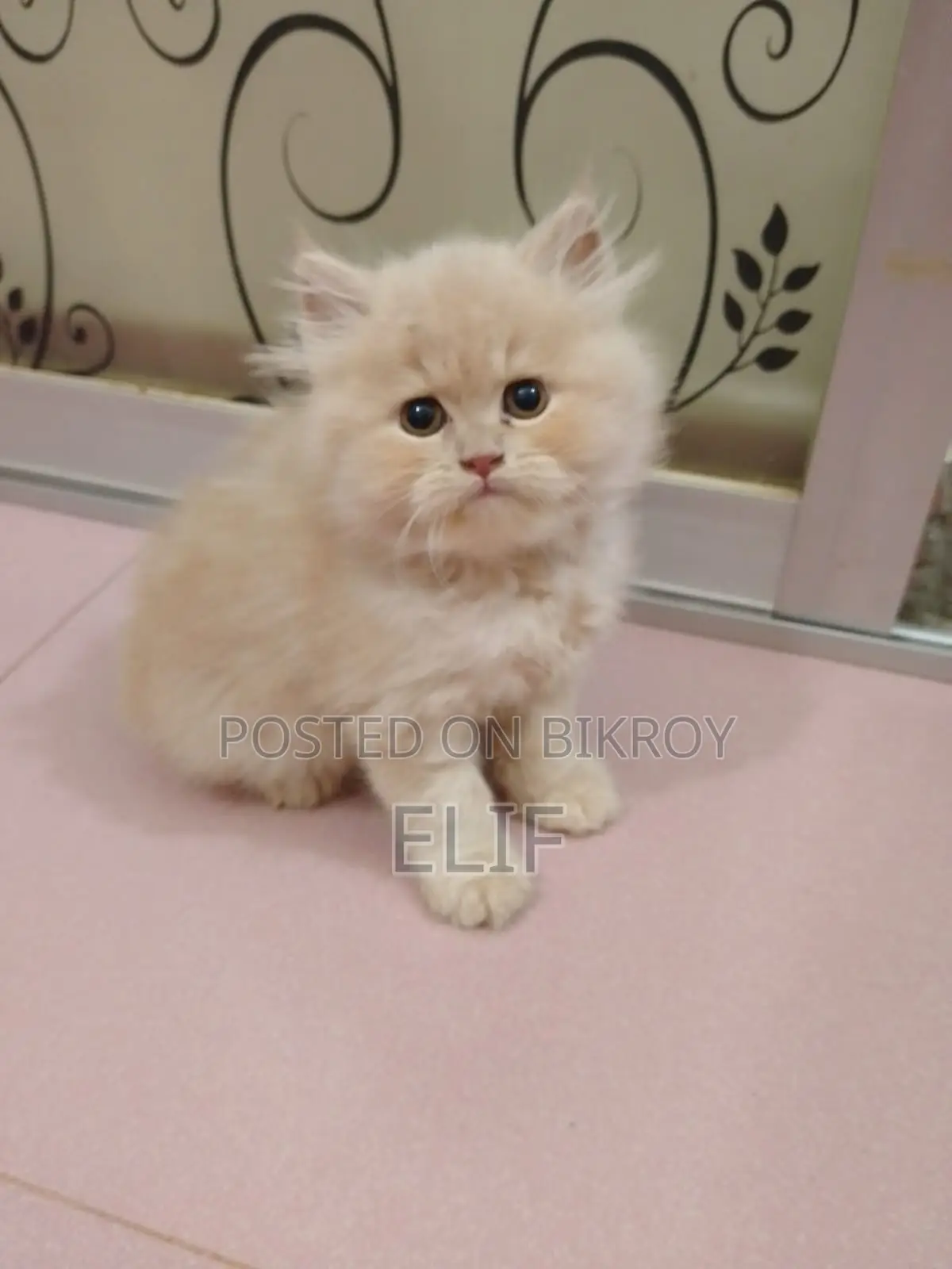 Persian Male Female