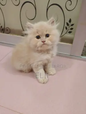 Persian Male Female