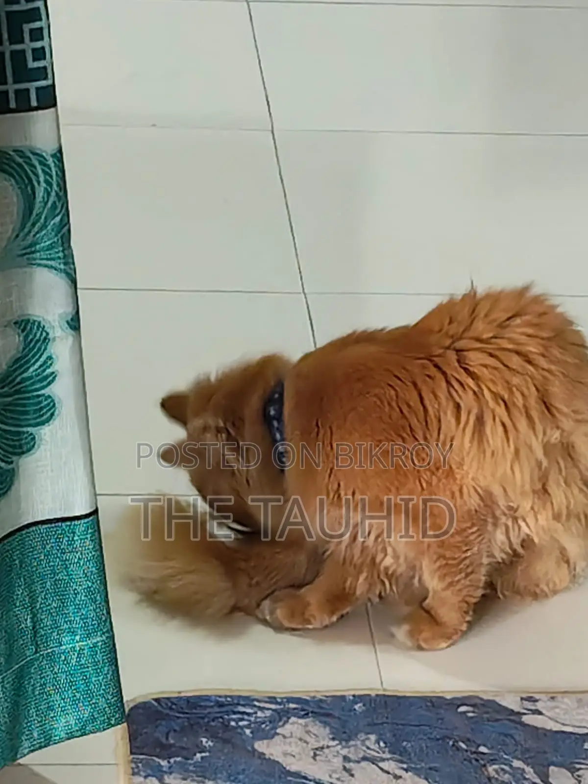 Persian Cat