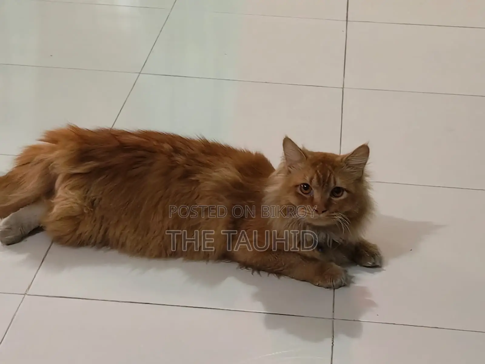 Persian Cat