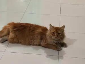 Persian Cat