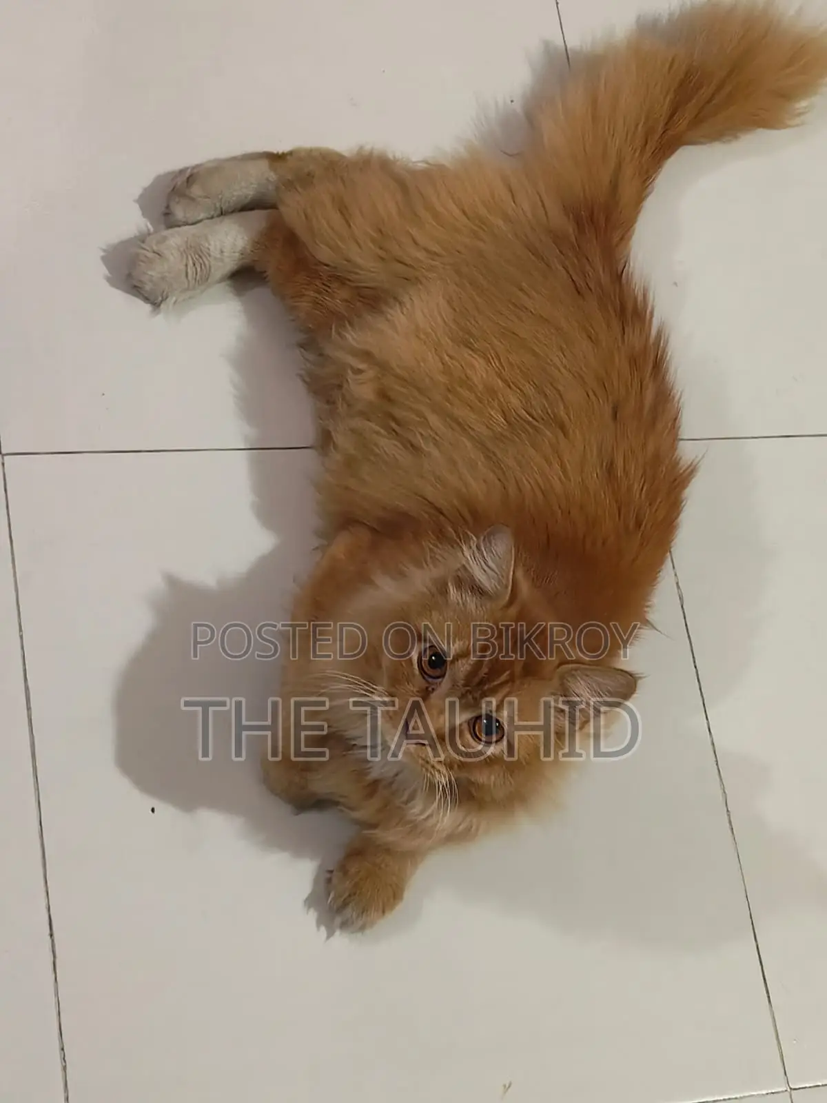 Persian Cat