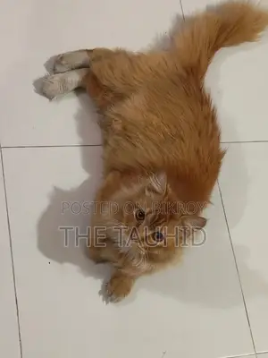 Persian Cat