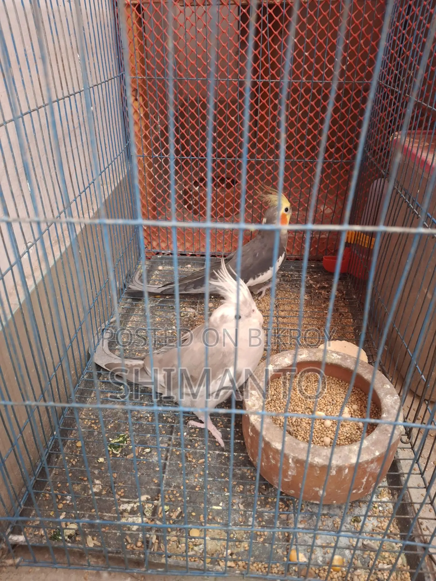 কোকাটেল পাখি