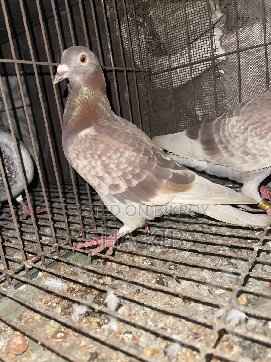 Red Chekar Running Pair