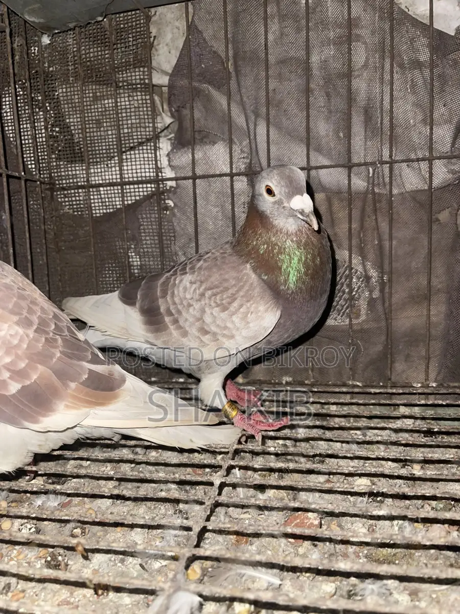Red Chekar Running Pair