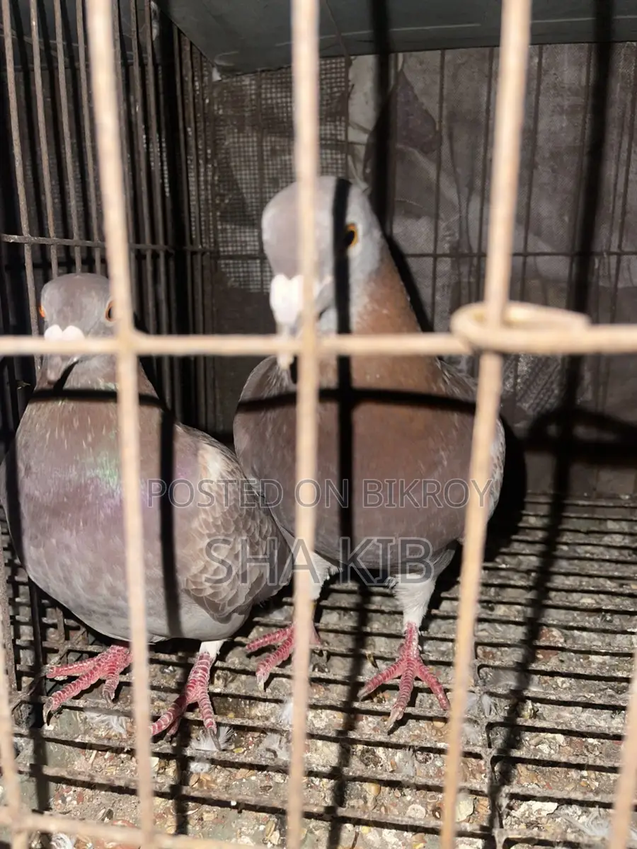 Red Chekar Running Pair
