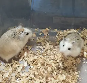 Roborovski Hamster Pair Available