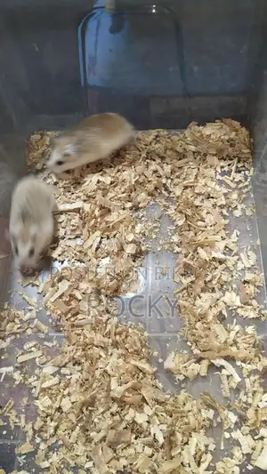 রোবোরোভস্কি হ্যামস্টার জোড়া পাওয়া যাচ্ছে