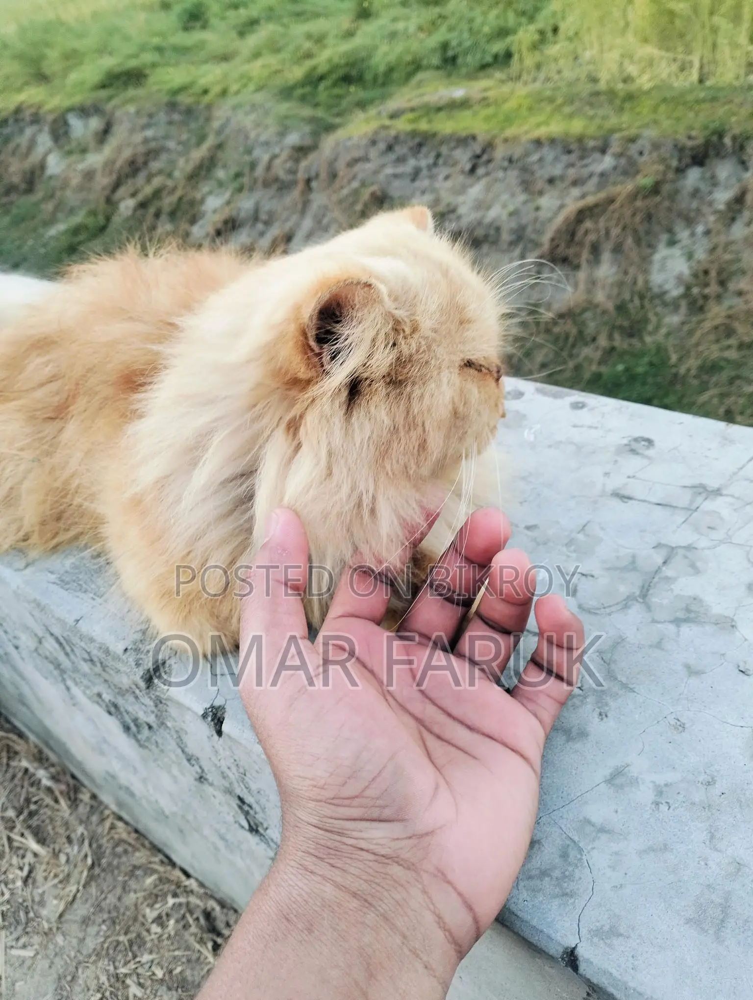 Adult Female Cat
