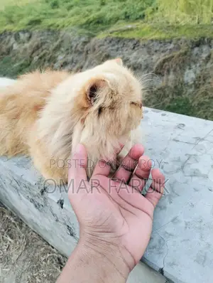 Adult Female Cat