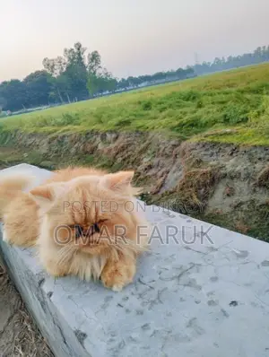 Adult Female Cat