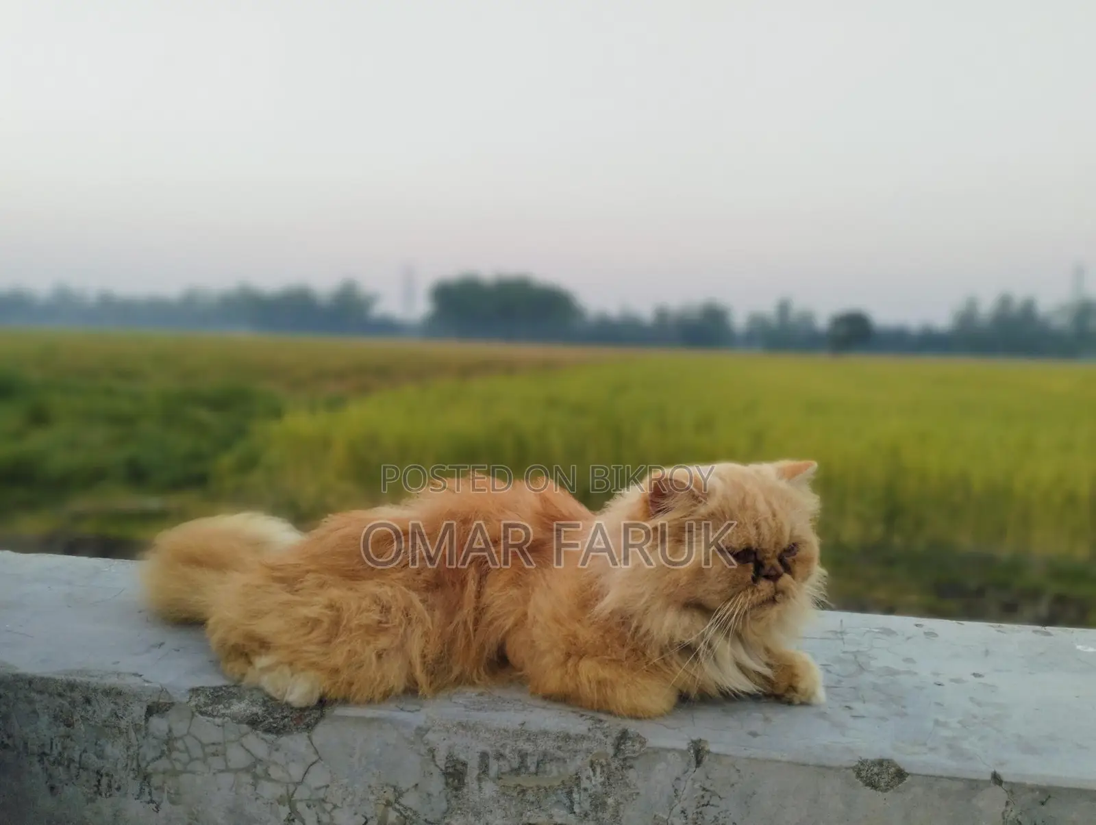 Adult Female Cat