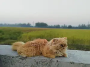 Adult Female Cat