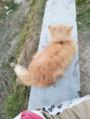 Adult Female Cat