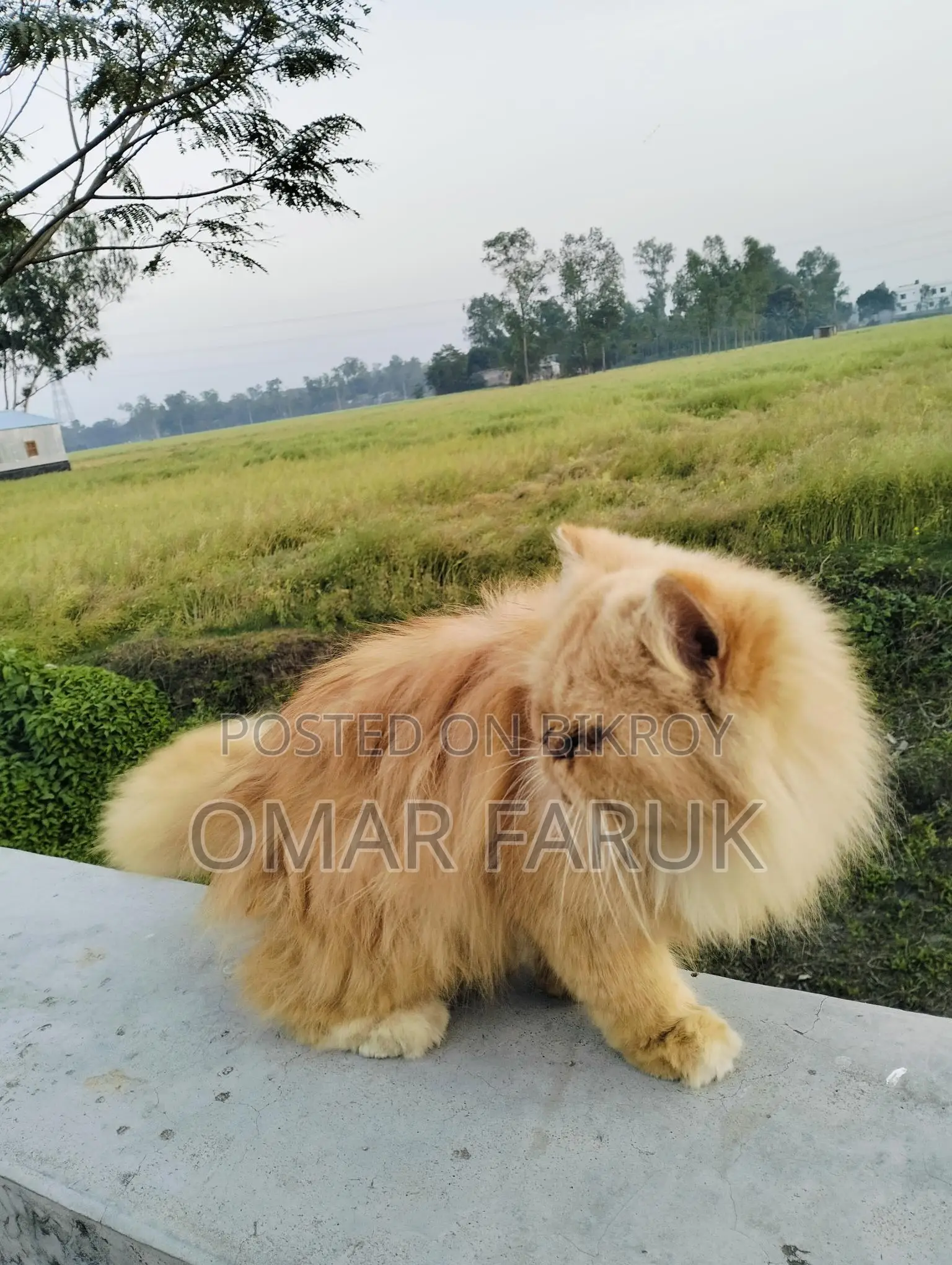 Adult Female Cat