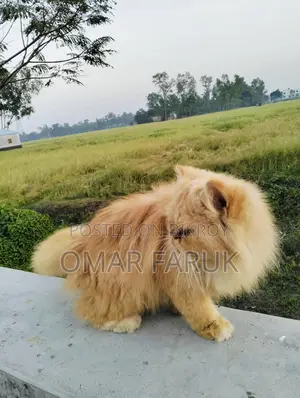 Adult Female Cat