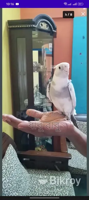 ককাটেল পাখি