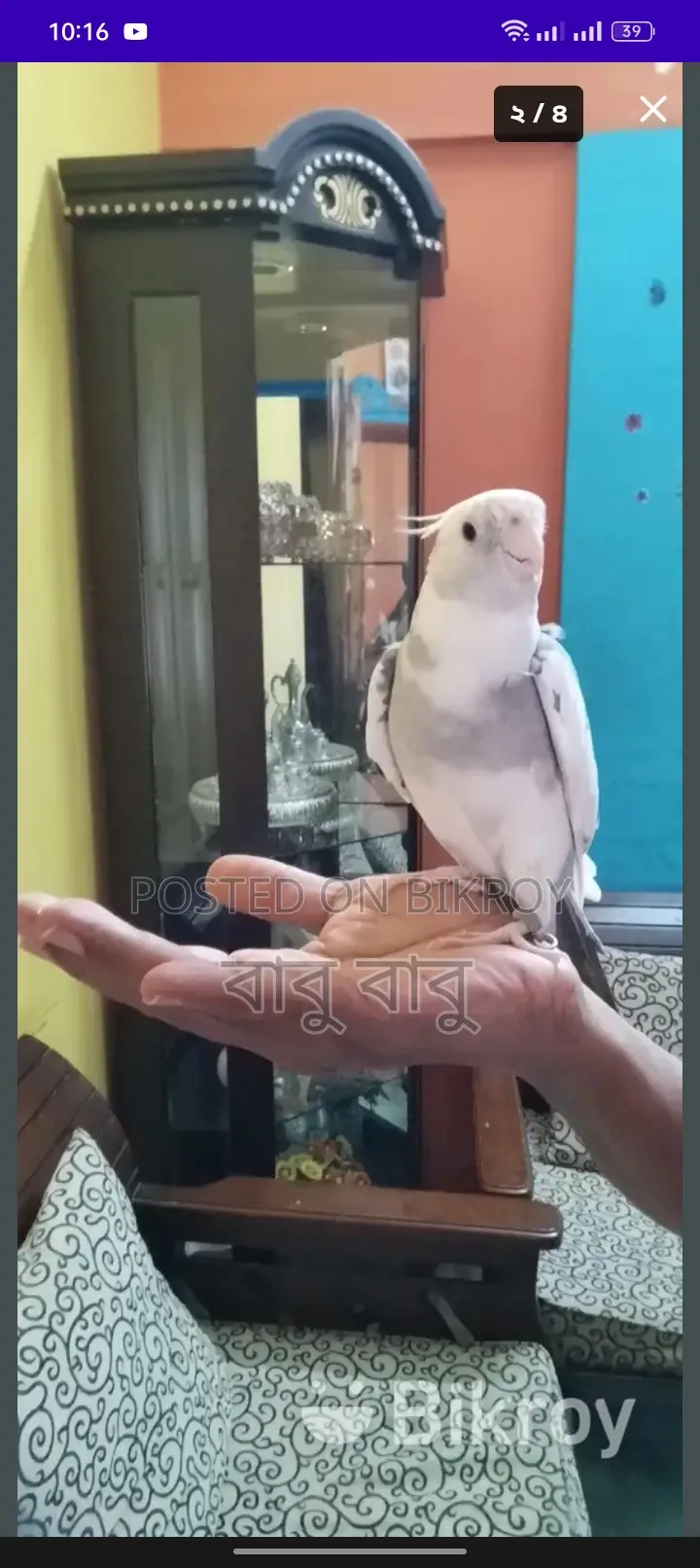ককাটেল পাখি