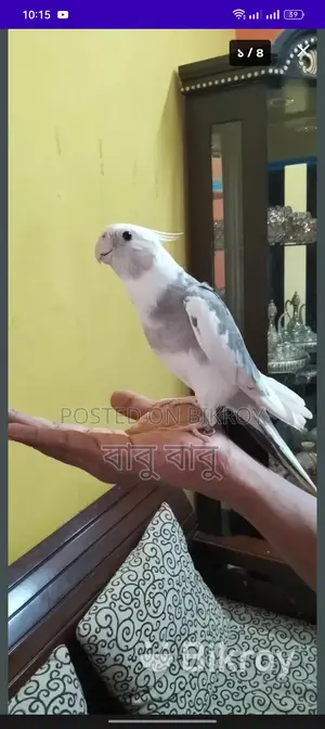 ককাটেল পাখি