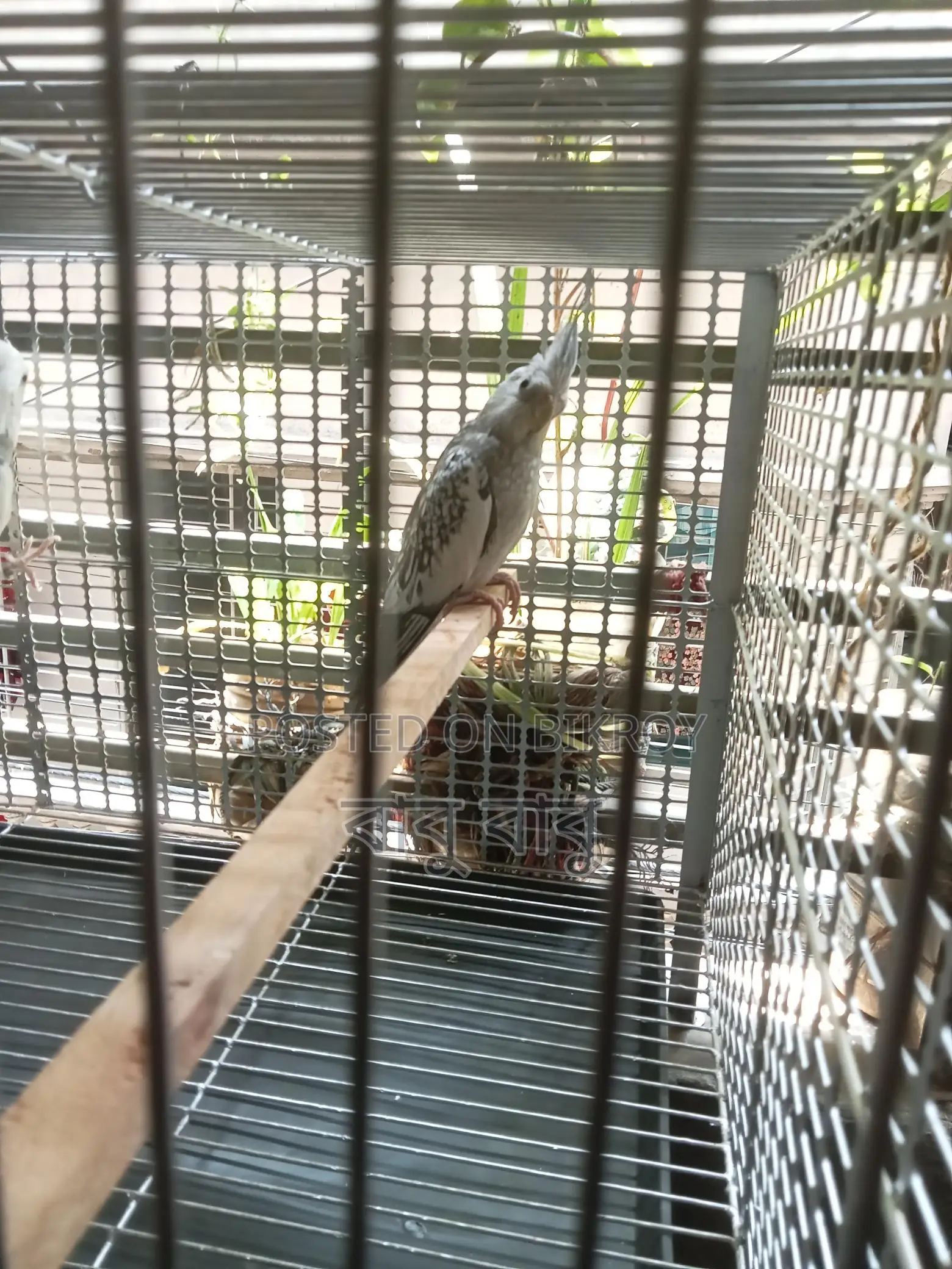 ককাটেল পাখি