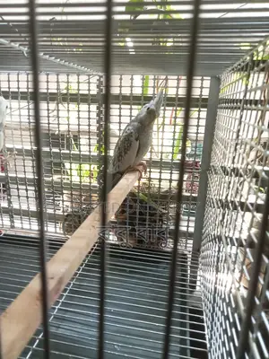 ককাটেল পাখি