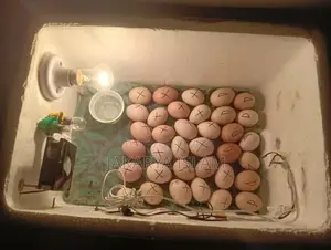 Egg Incubator