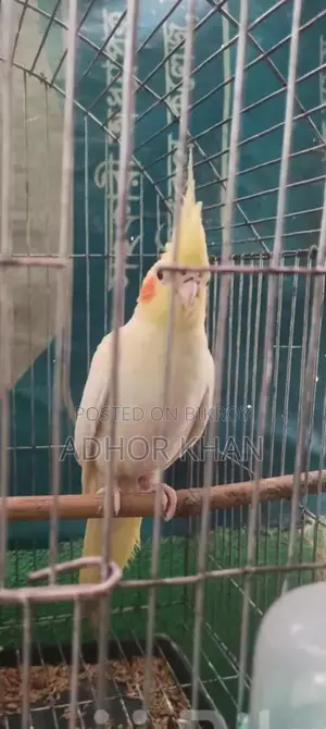 ককাটেল পাখি বিক্রি হবে