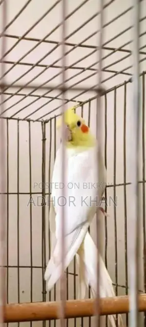 ককাটেল পাখি বিক্রি হবে