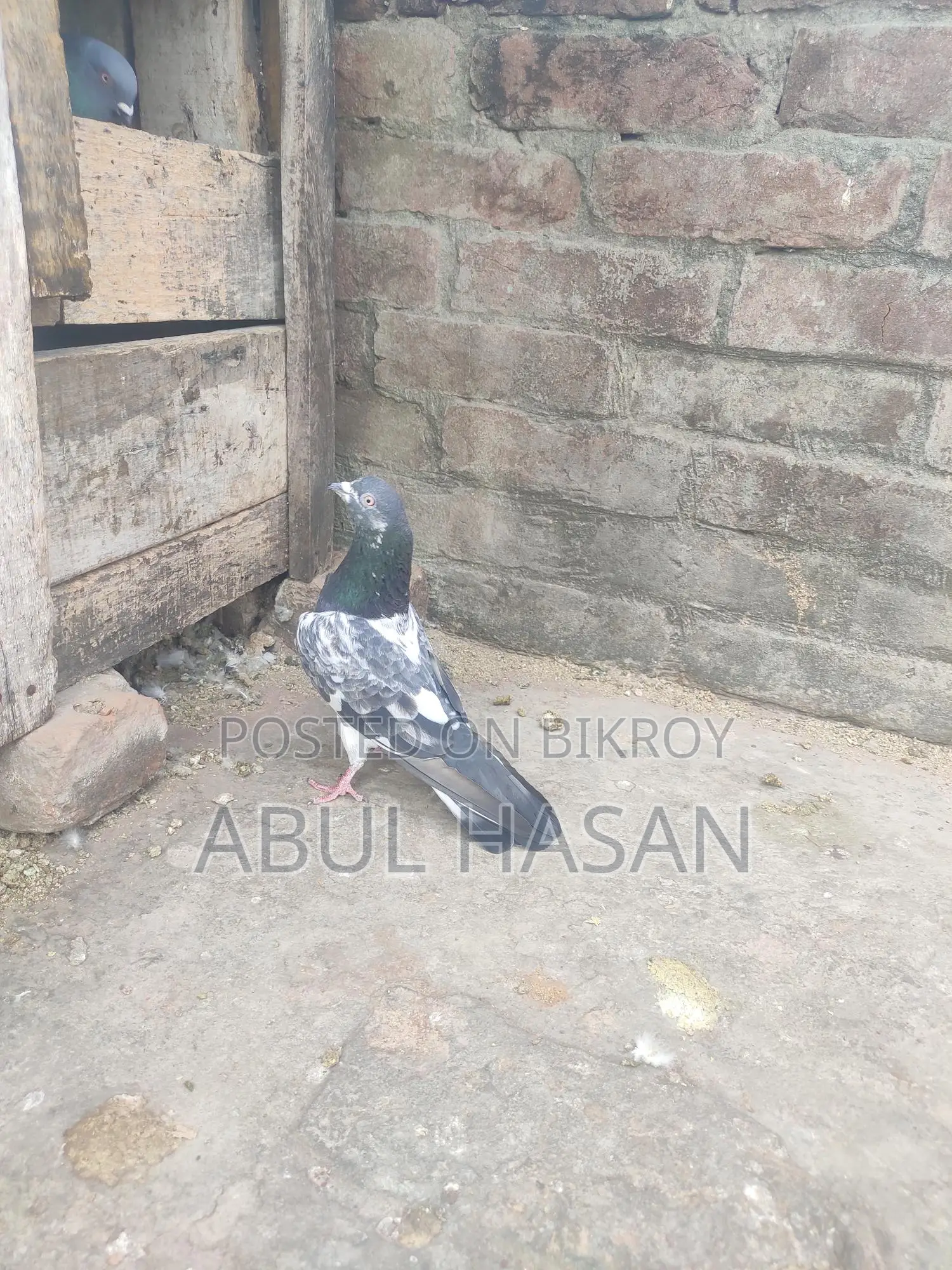 ভালো বিদেশি নর কবিতর বিক্রি হবে ।