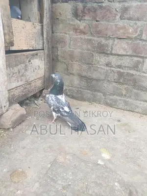 ভালো বিদেশি নর কবিতর বিক্রি হবে ।