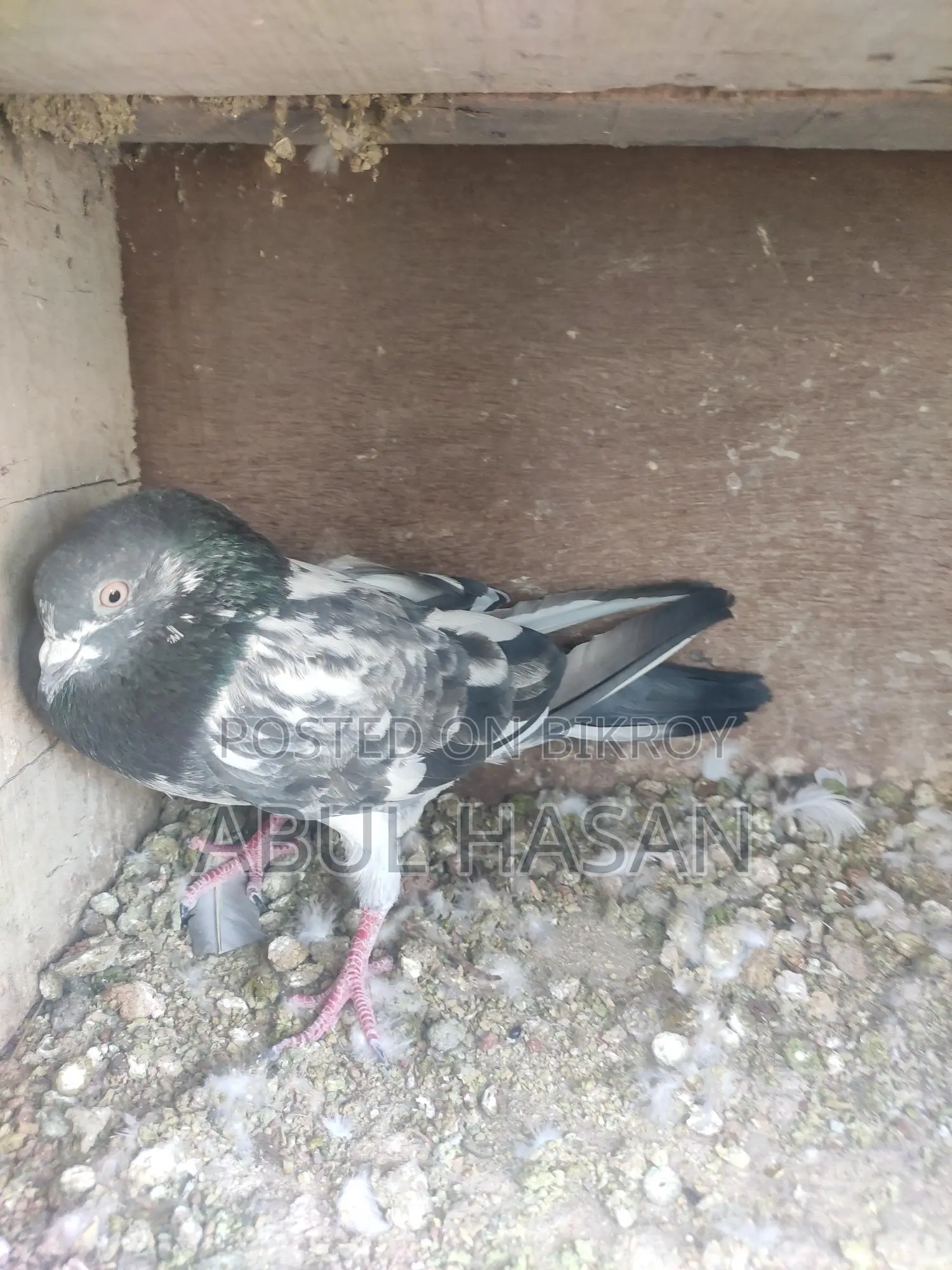 ভালো বিদেশি নর কবিতর বিক্রি হবে ।