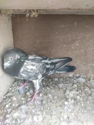 ভালো বিদেশি নর কবিতর বিক্রি হবে ।