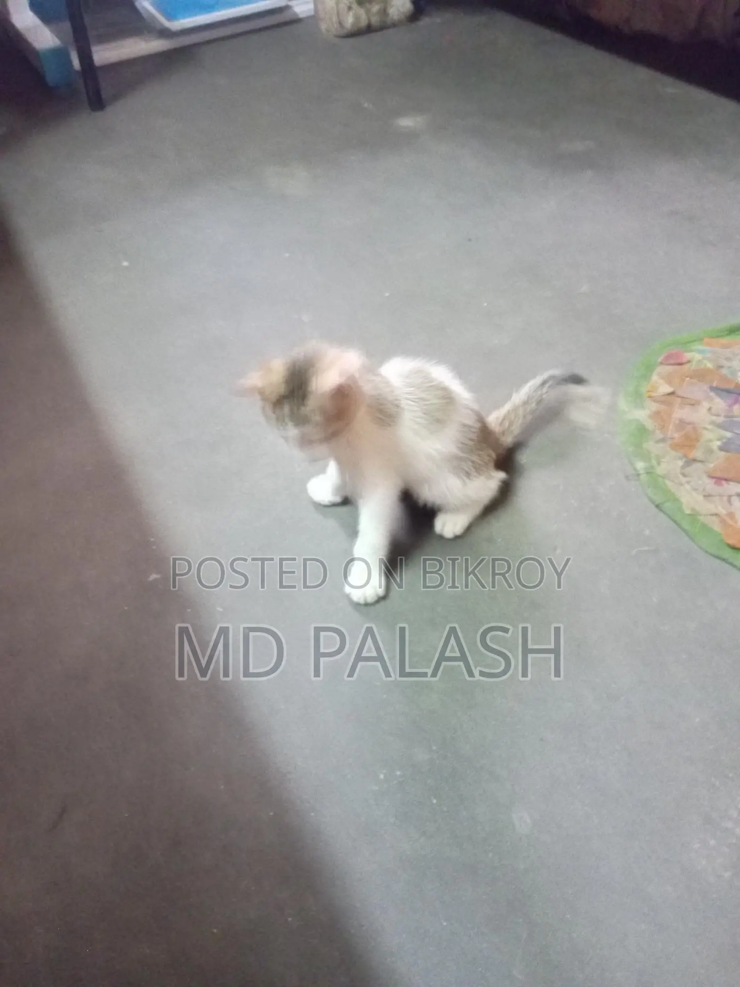 Kittens for Sale