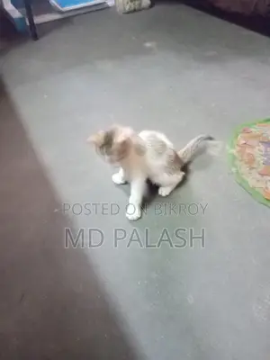 Kittens for Sale