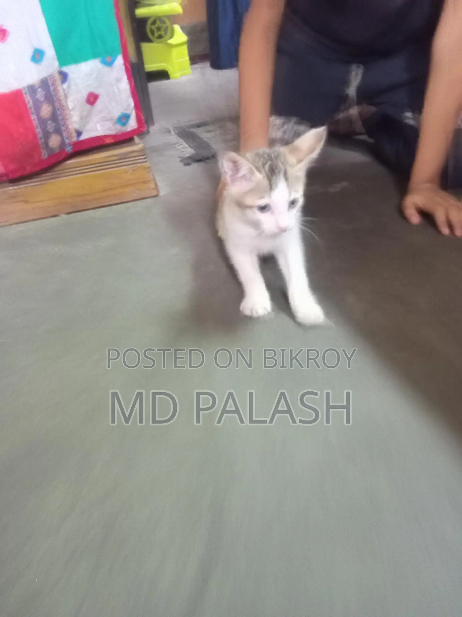Kittens for Sale