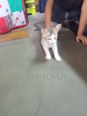 Kittens for Sale